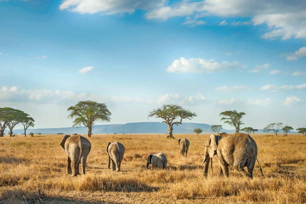 Wildebeest crossing the plains in the Serengeti, Africa